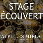 Stage découverte apiculture à Aureille juin 2022