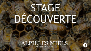 Lire la suite à propos de l’article Stage découverte apiculture à Aureille juin 2022