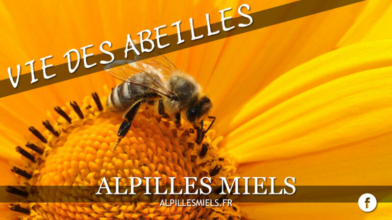 Lire la suite à propos de l’article Les plantes du mois d’octobre