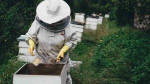 Lire la suite à propos de l’article Essaims d’abeilles à réserver, découvrez notre sélection !